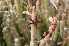 Caralluma adscendens var. fimbriata
